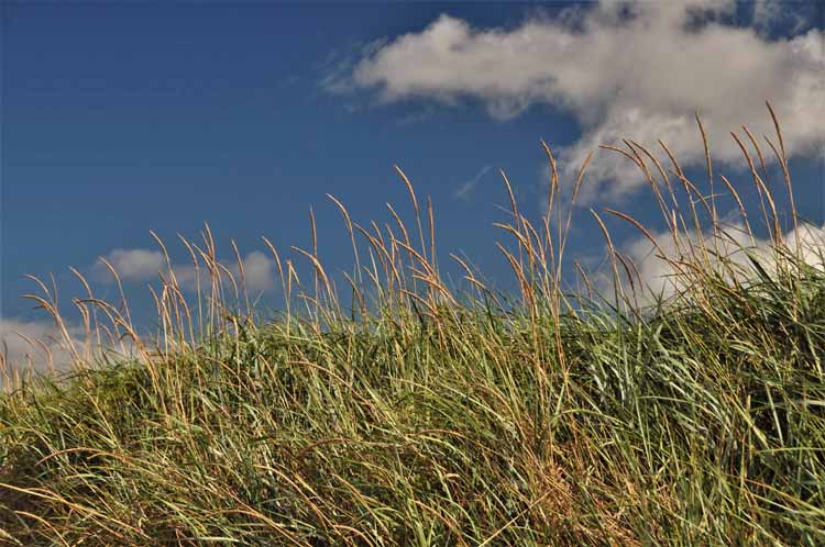 dunes